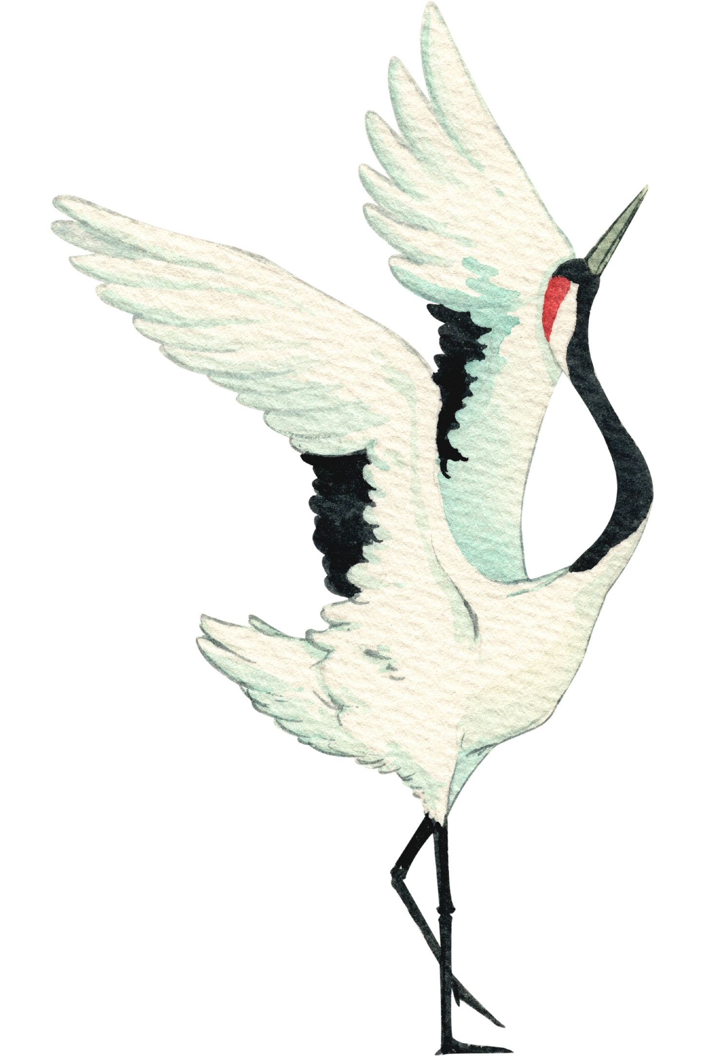 Black-necked Crane T-Shirt for Women