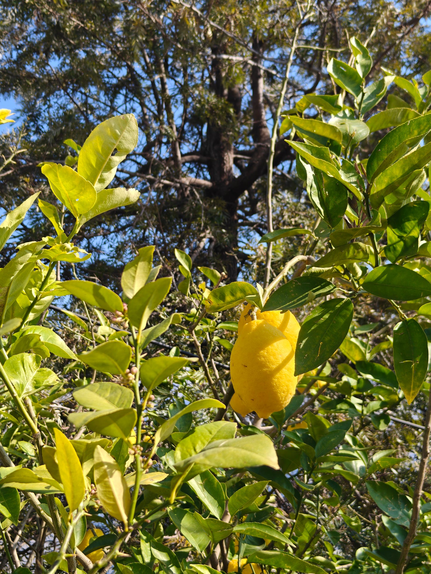 Galgal Pickle (Himalayan Lemon Pickle)