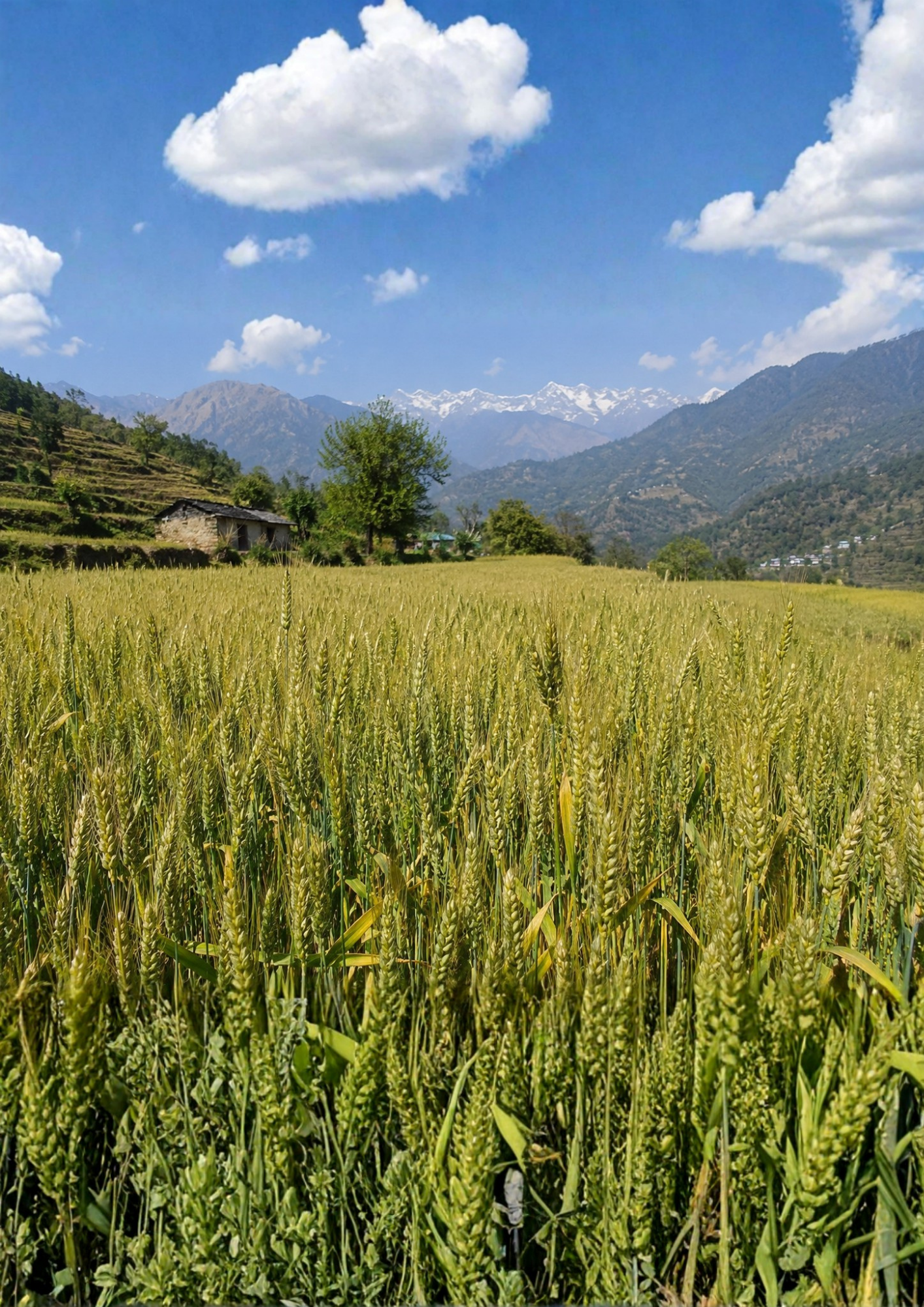 Wheat Namkeen